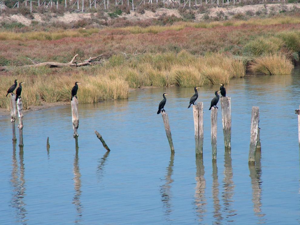 Se tratará de conseguir un equilibrio hídrico en el entorno del Parque Nacional de Doñana.