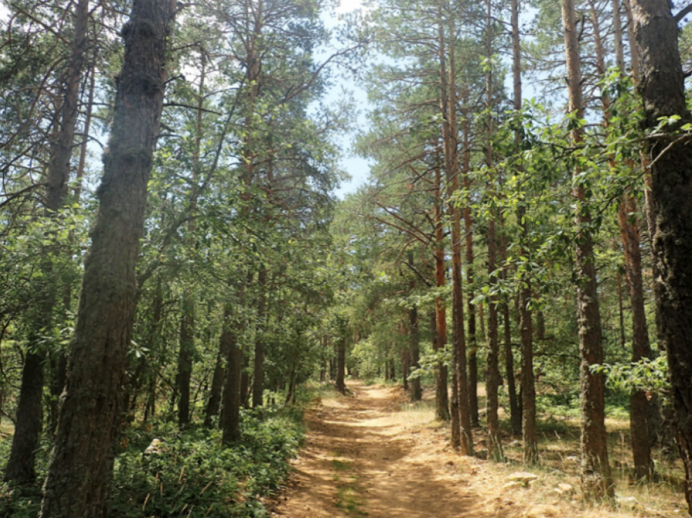 Sierra del Tremedal, en Orihuela del Tremedal, donde se ha desarrollado la investigación Therapy Forest, sobre baños forestales.