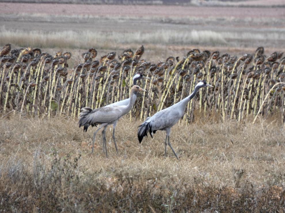Un grupo de grullas en uno de los campos del entorno de la Laguna de Gallocanta.