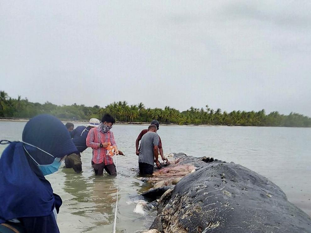 Hallan en una isla de Indonesia un cachalote muerto con seis kilos de plástico en el estómago