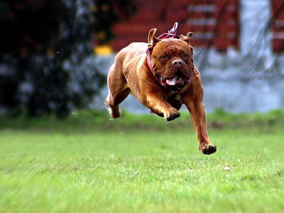 Un Dogo de Burdeos, corriendo.