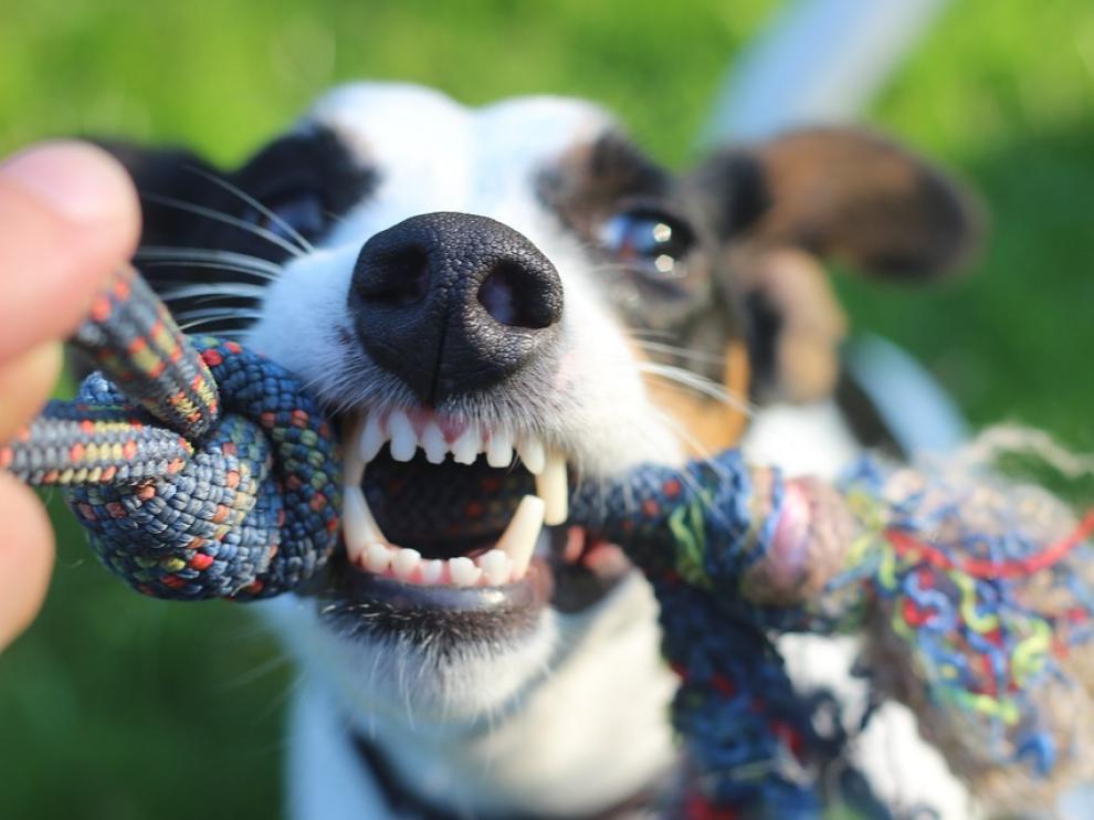 Cualquier perro puede mostrar signos de agresividad