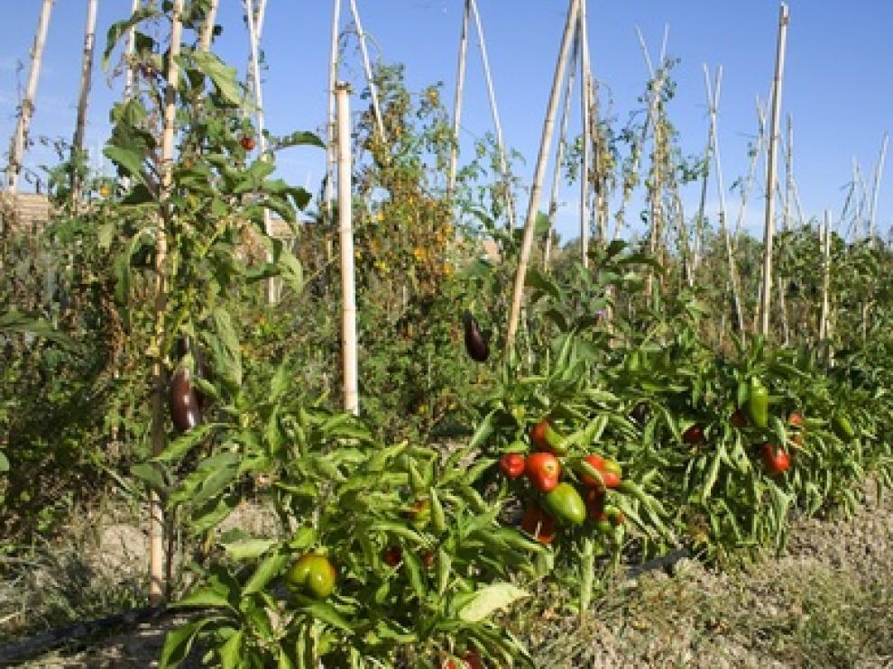 Imagen de archivo de un huerto ecológico