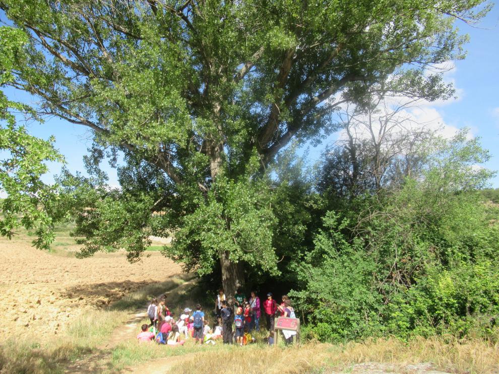 Un grupo de visitantes descansa junto a un árbol en el sendero botánico de la Val de Molinos, en Andorra.
