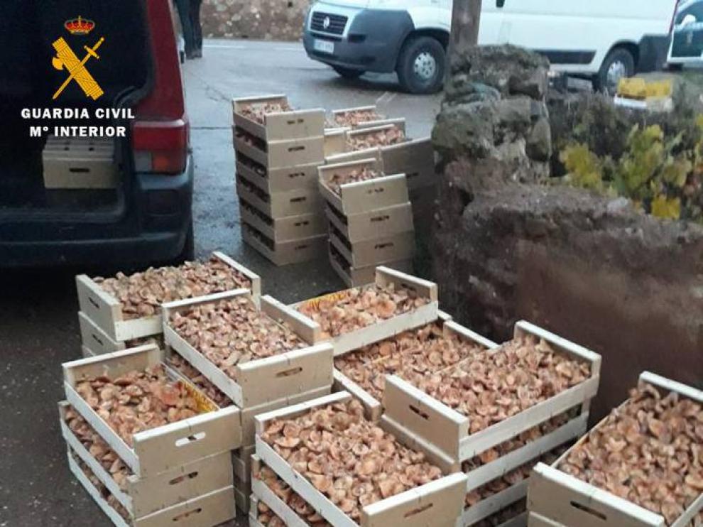 Parte de los rebollones incautados.