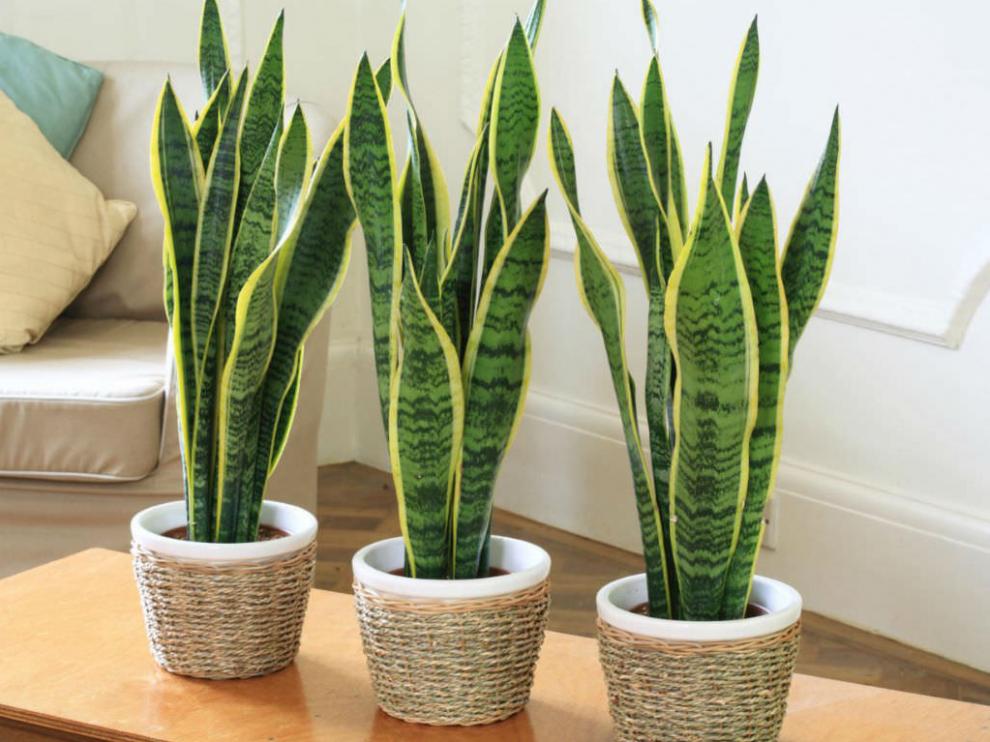 Una de las plantas de los setenta: la sanseviera