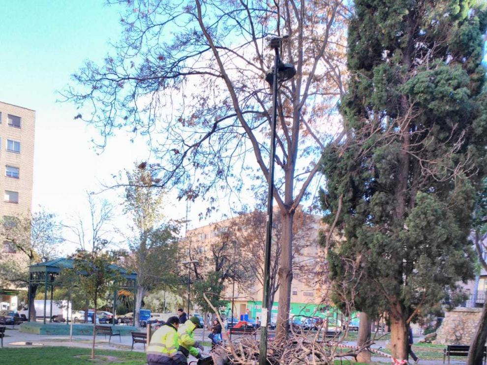El árbol caído en la plaza de Reina Sofía.