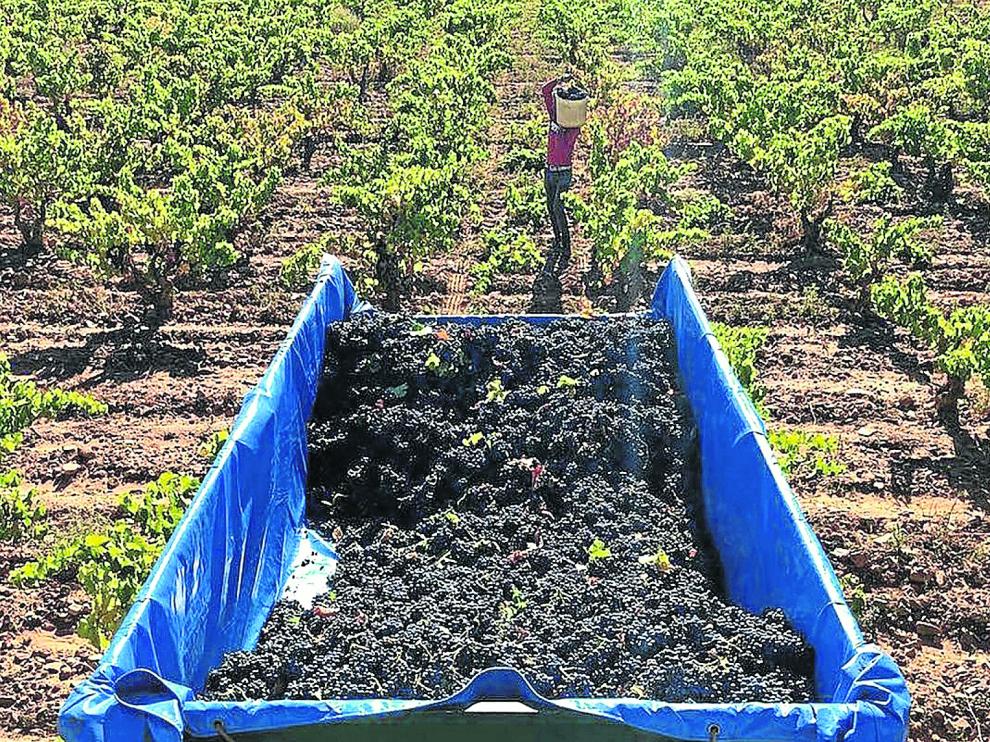 Un momento de la vendimia de la garnacha con la que se elaboran los vinos de Viñedos y Bodegas Pablo.