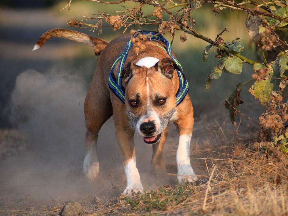 Los perros eran cruce de American Staffodshire Terrier, animal que sí está considerado como peligroso.