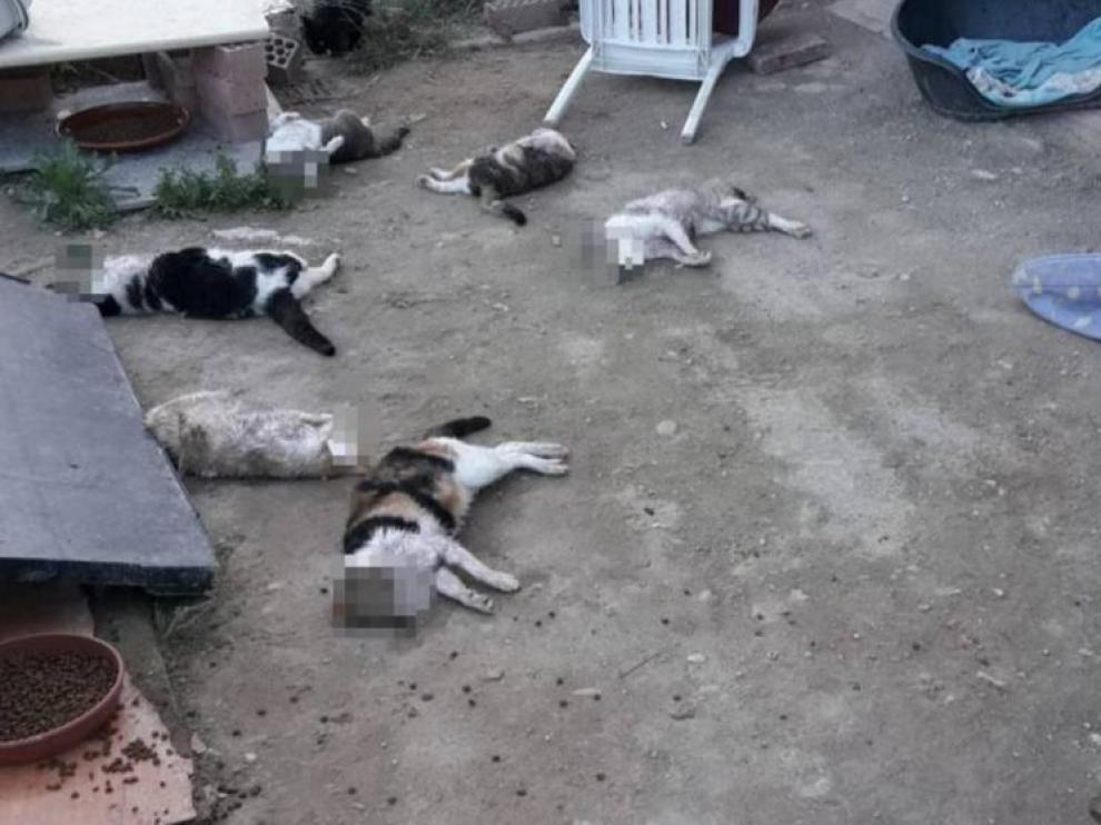 Imagen con la que la asociación ha denunciado lo ocurrido