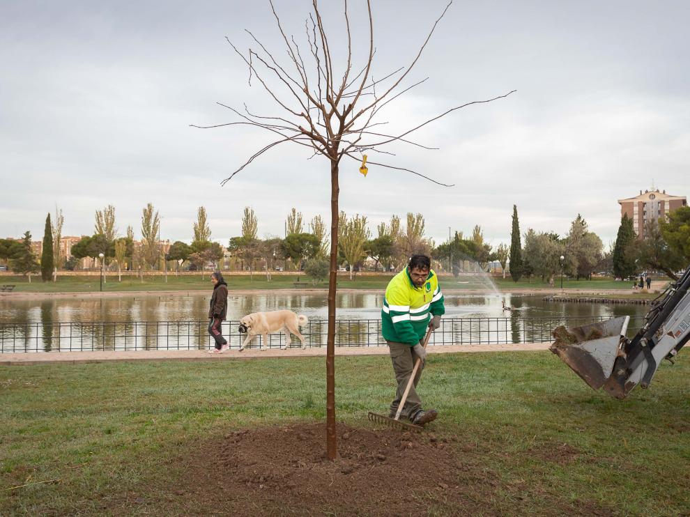 Trabajos de replantación de árboles en el parque Tío Jorge