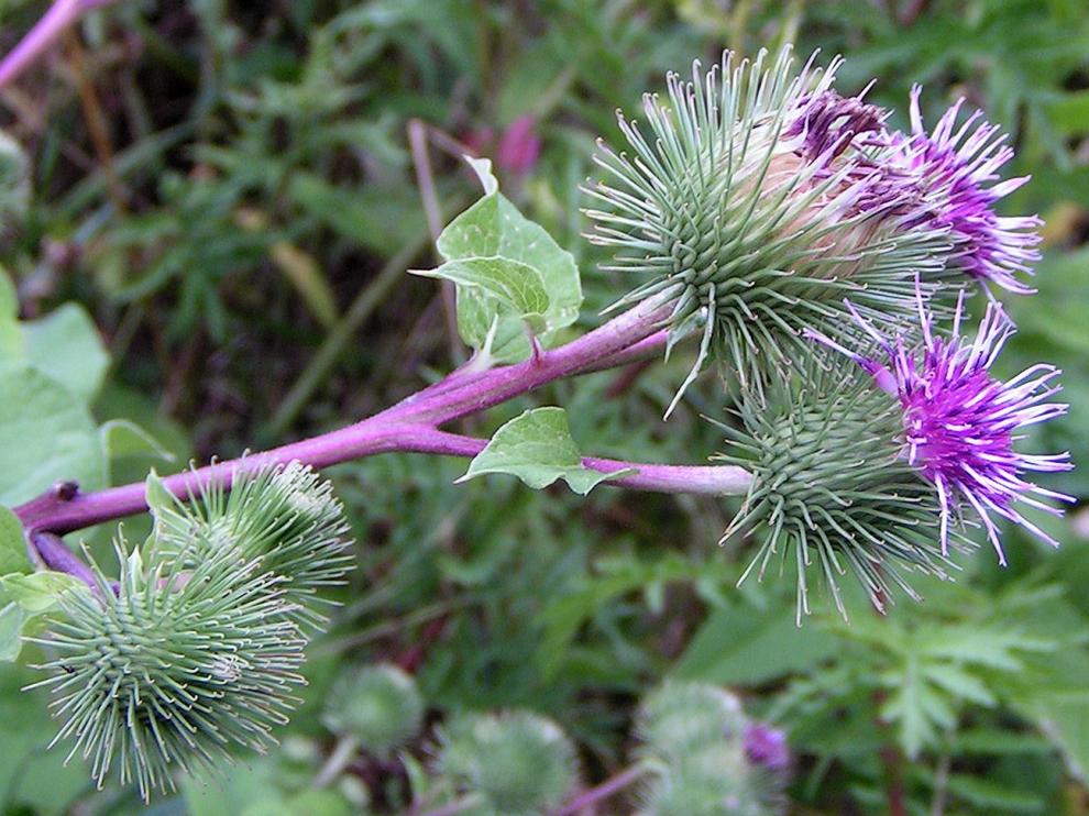 Arctium lappa, especie denominada comúnmente lampazo o bardana