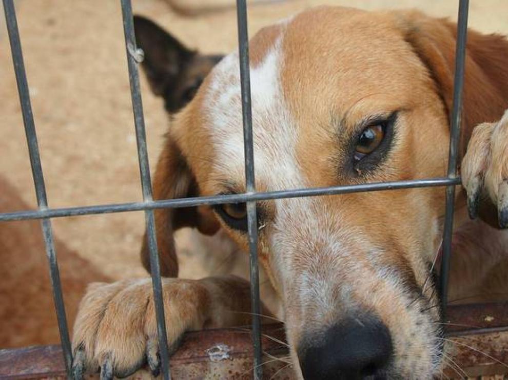 Subvención municipal de 9.500 euros para la protectora de animales de