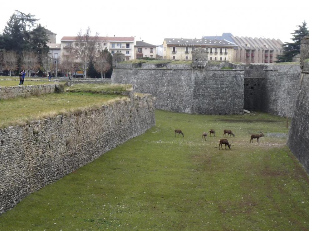 Los ciervos de la Ciudadela son uno de los atractivos de la ciudad de Jaca.