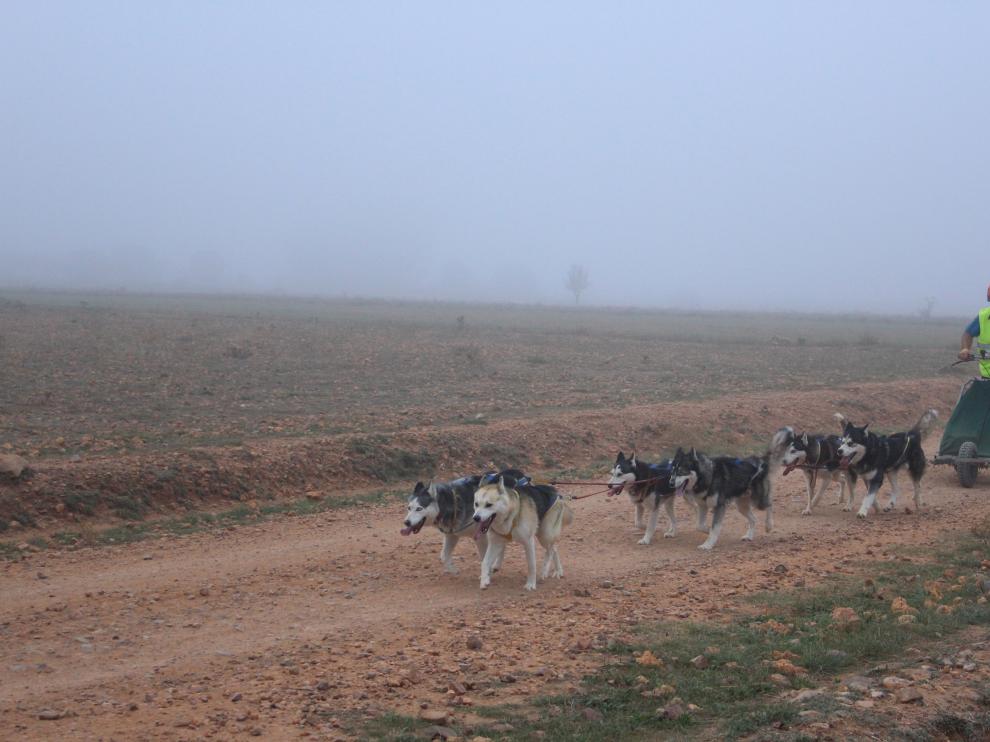 Arranca la XXVII Travesía con Perros de Tiro en el Moncayo