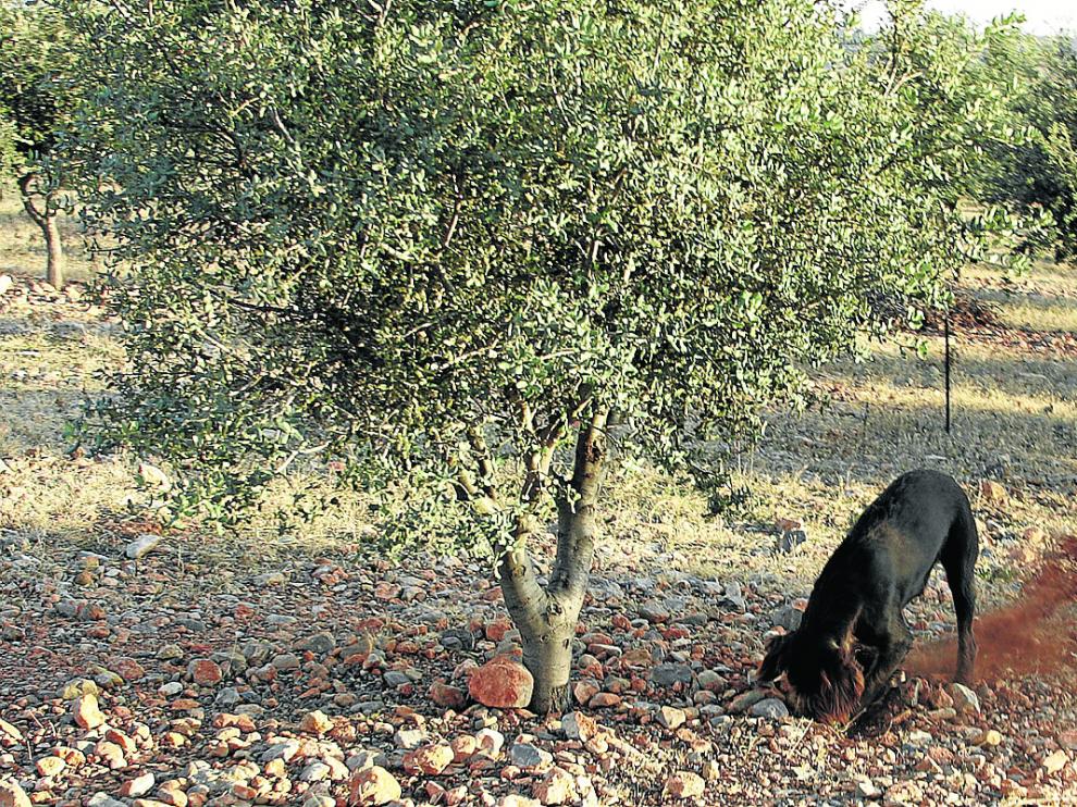 Un perro trufero en plena labor de localización de un ejemplar de Tuber melanosporum.