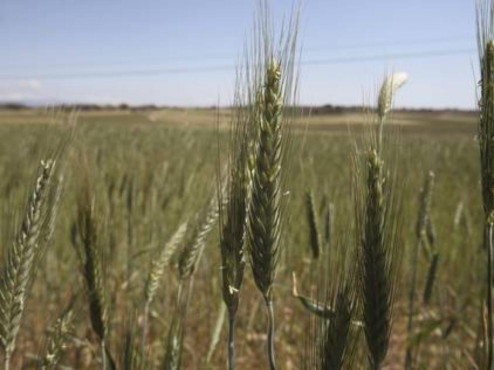 Descubren un antioxidante natural que se encuentra en el salvado de grano de cereales o trigo.