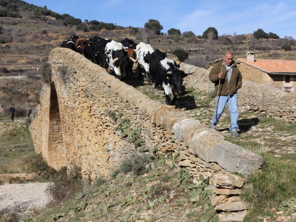 Un rebaño de vacuno del Maestrazgo, camino de los pastos de invierno en