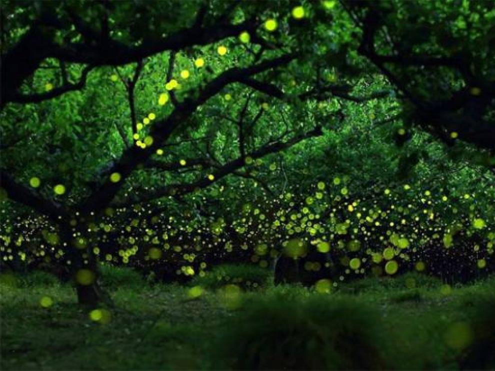 Luciérnagas en un bosque
