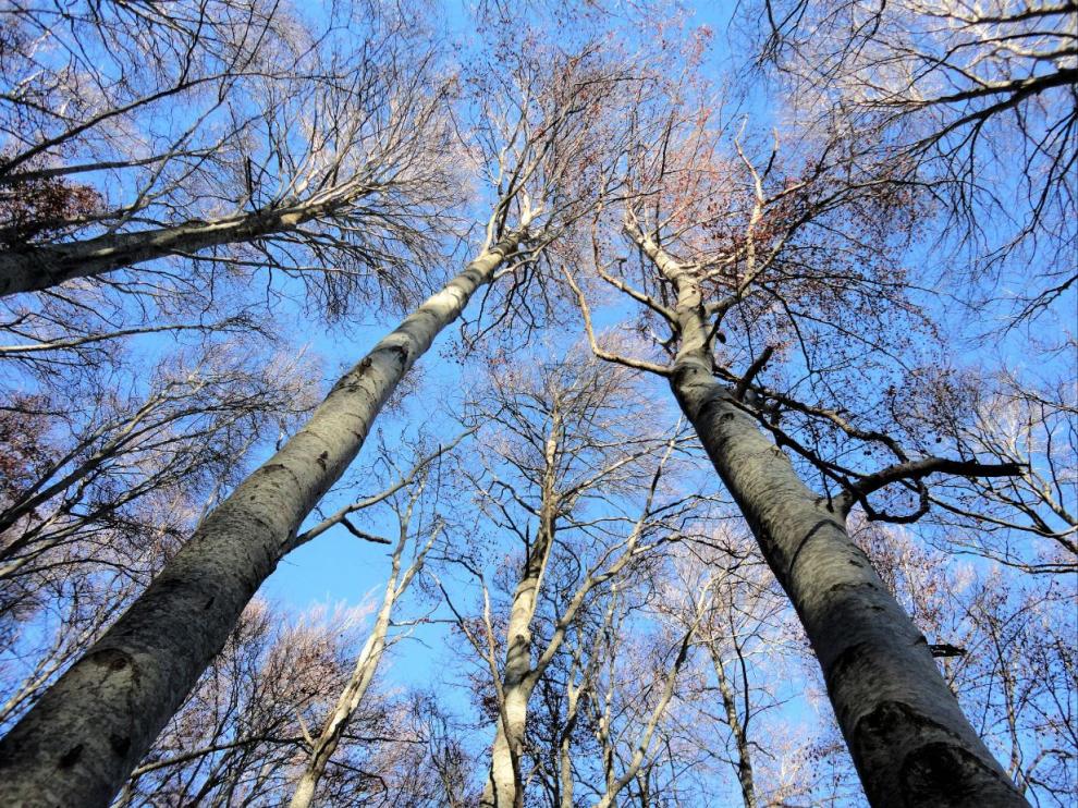 Hayedo sin hojas, en el invierno, en el Parque Natural del Moncayo.
