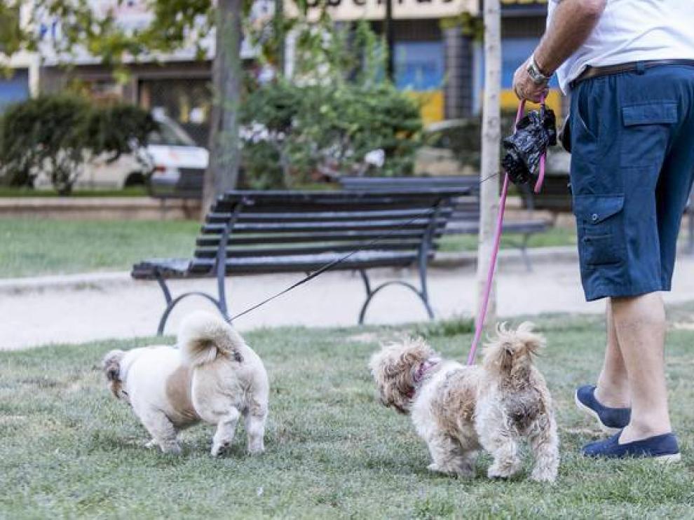 Perros en un parque