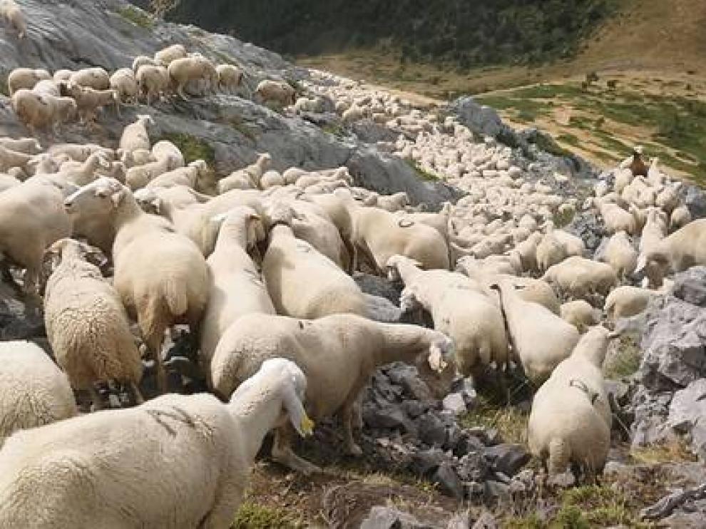 Un rebaño de ovejas en el Pirineo aragonés