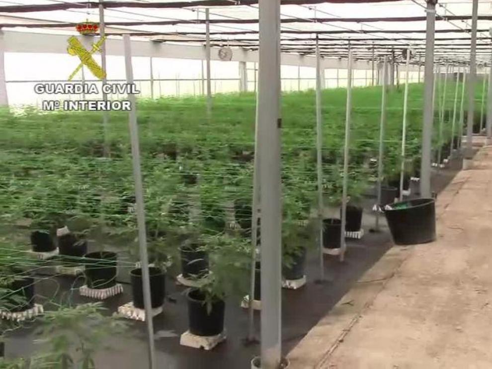 La Guardia Civil desmantela una plantación ilegal de cannabis sátiva en la localidad de Tauste