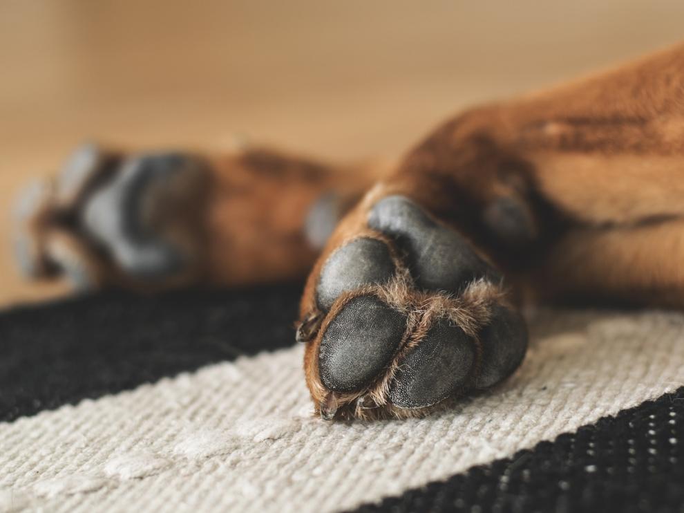 Se desconoce la raza del perro que atacó a la niña