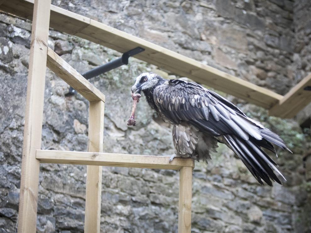 Un ejemplar herido de quebrantahuesos, en el albergue de fauna del Ecomuseo de Aínsa.