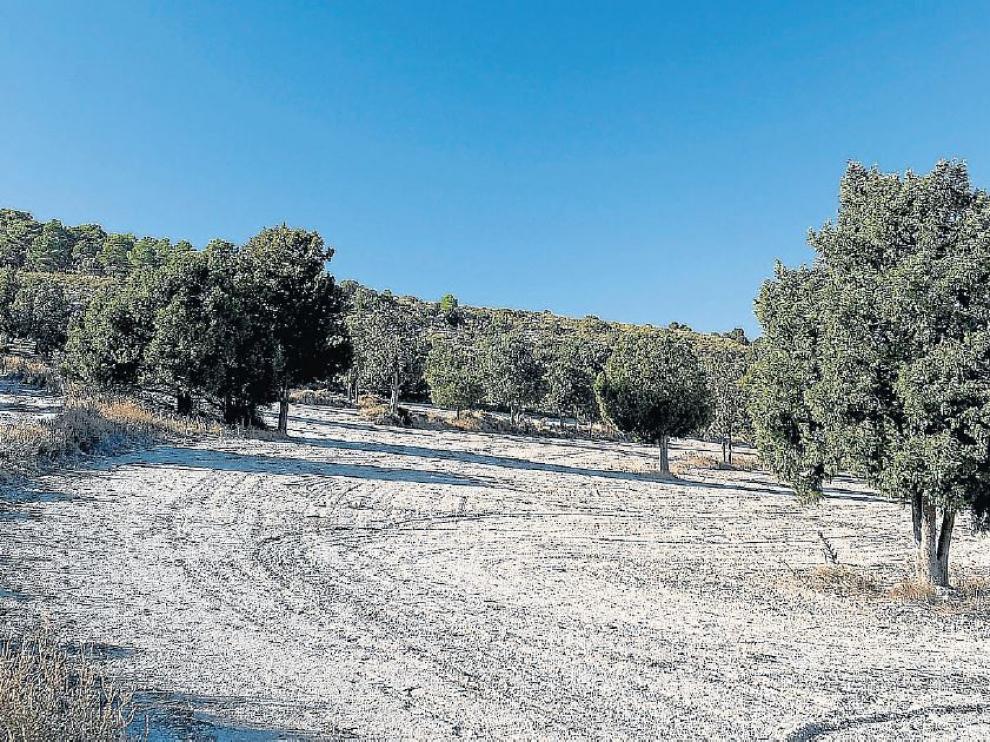 Sabinar de la Retuerta de Pina de Ebro.