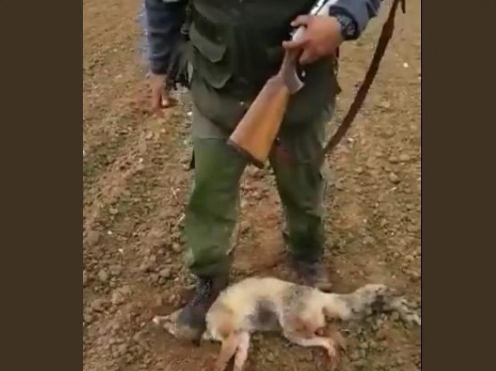 Imputado un vecino de Huesca por la tortura a un zorro mostrada en un vídeo