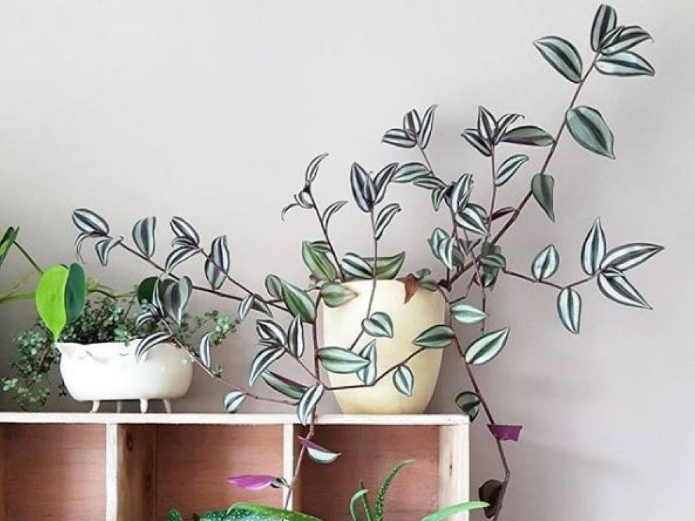 Plantas en el hogar: un elemento decorativo
