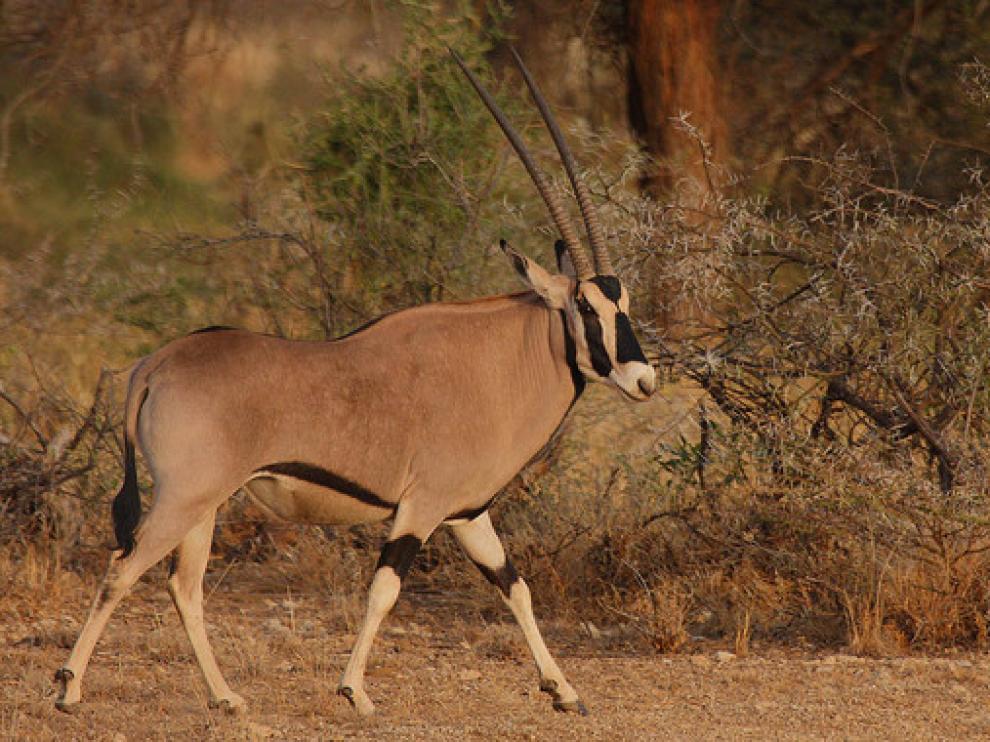 El órice beisa es una de las especies amenazadas