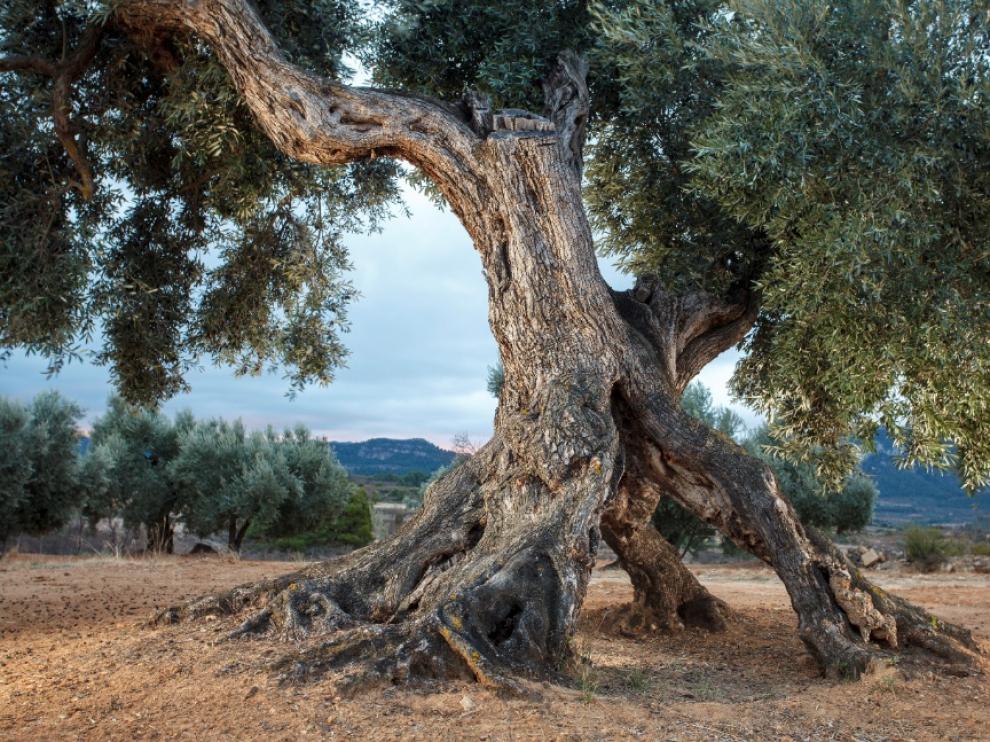 Uno de los más de 5.000 olivos milenarios. Este se ubica en el municipio de Valderrobres. Mancomunidad de la Taula del Sénia.