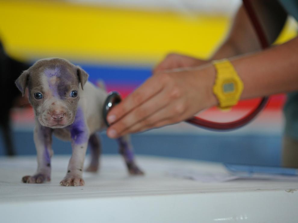 Jóvenes veterinarios crean en Zaragoza una empresa para gestionar la salud de las mascotas