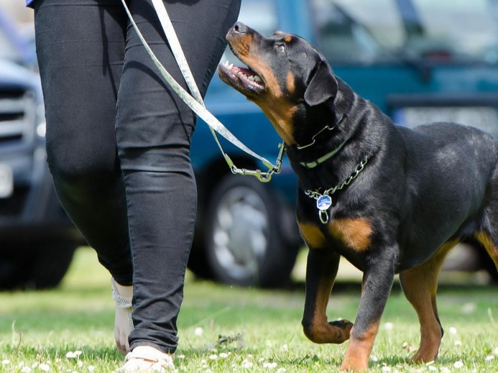 Un perro rottweiler, de la misma raza que los perros que atacaron a un octogenario en Madrid.