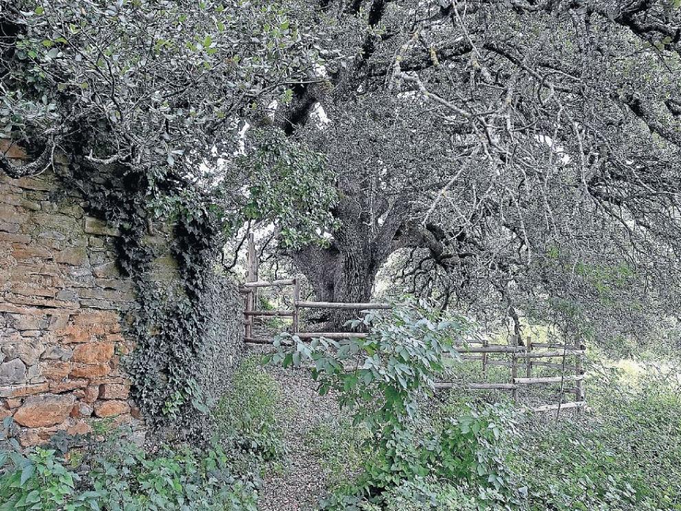 La Castañera, carrasca milenaria de Lecina, que veremos en esta ruta.
