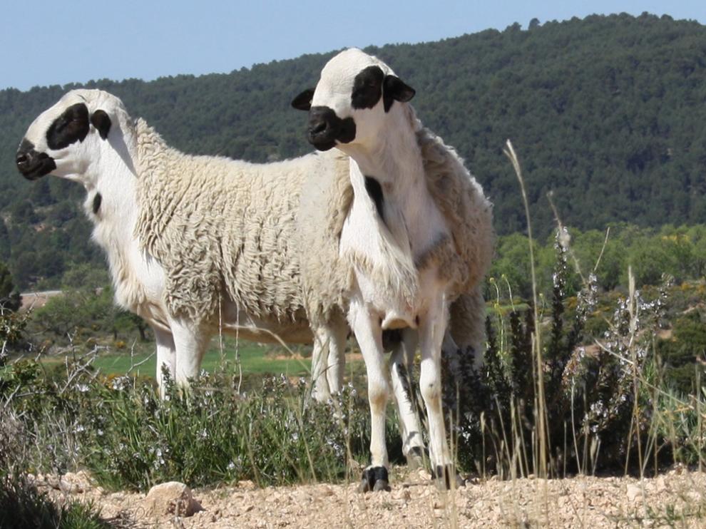 Dos ejemplares de oveja ojinegra de Teruel.
