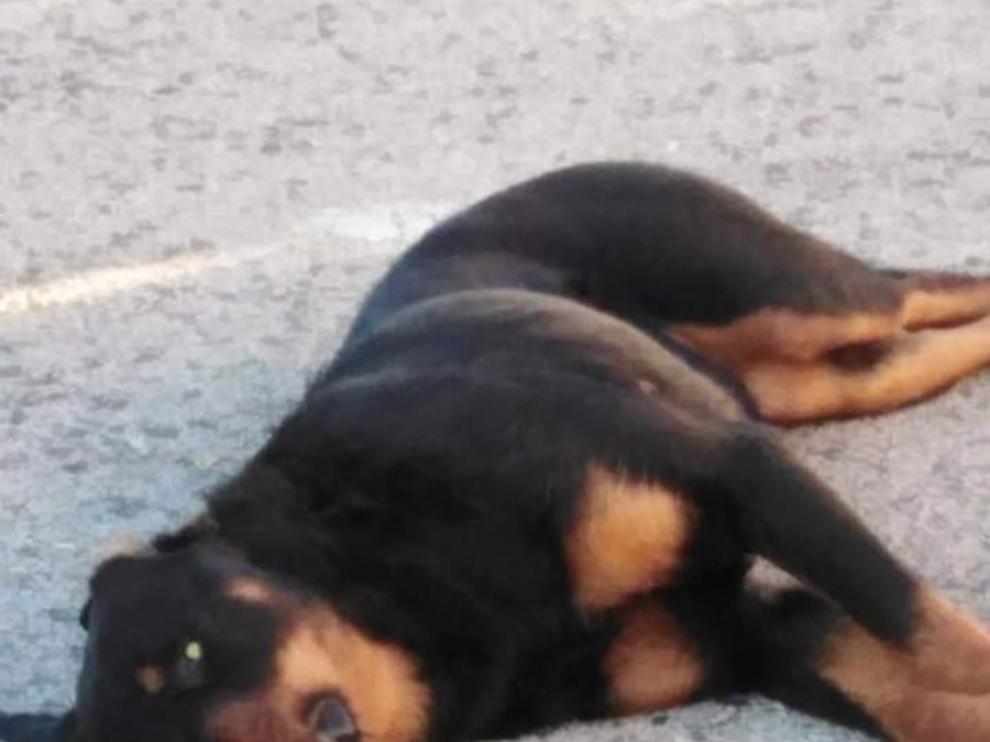 Un policía local de Calafell mata de un tiro a perro que le atacaba.