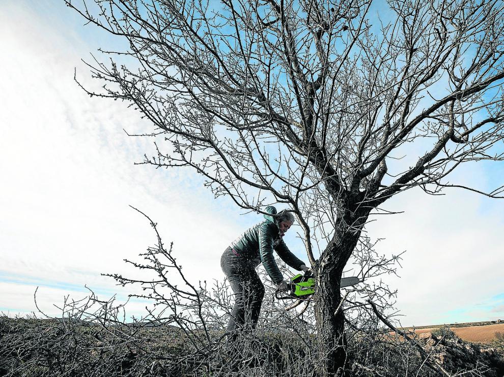 Lidia Lahuerta poda un árbol; las ramas se engavillan y se acumulan para su uso como fuente natural de calor en invierno.