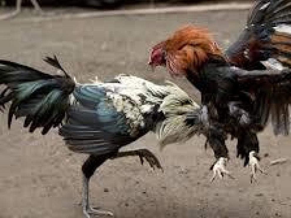 Imagen de archivo de una pelea de gallos.