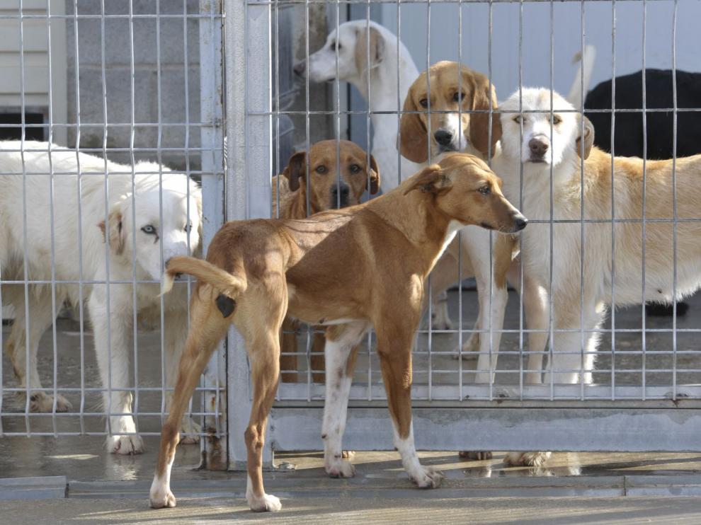 Los animales se entregan con una cartilla sanitaria