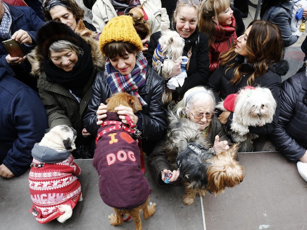 Las mascotas reciben la bendición de San Antón en Zaragoza