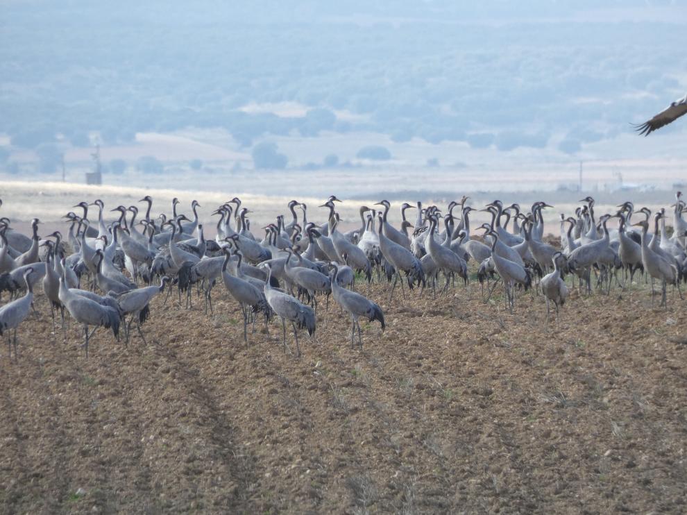 Un grupo de grullas esta semana, en los campos de Santed, cerca de Gallocanta.