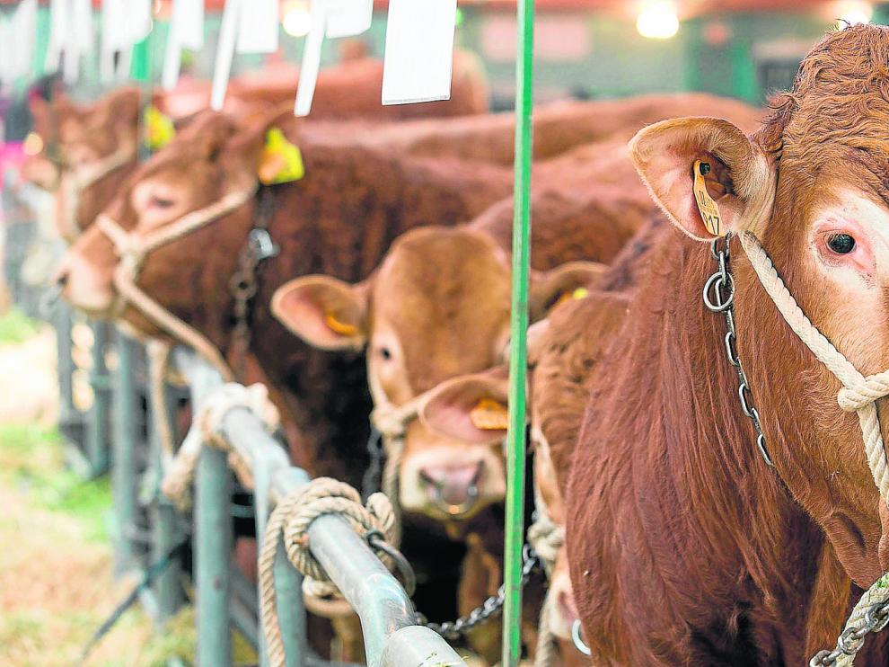 La exhibición de animales vivos es uno de los atractivos de Figan, donde se expone la más moderna tecnología del sector.