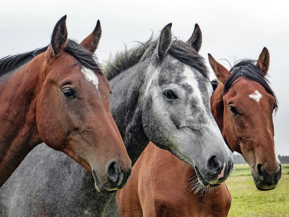 La asociación animalista Libera! y la Fundación Franz Weber reclaman una ley de protección equina en Galicia.