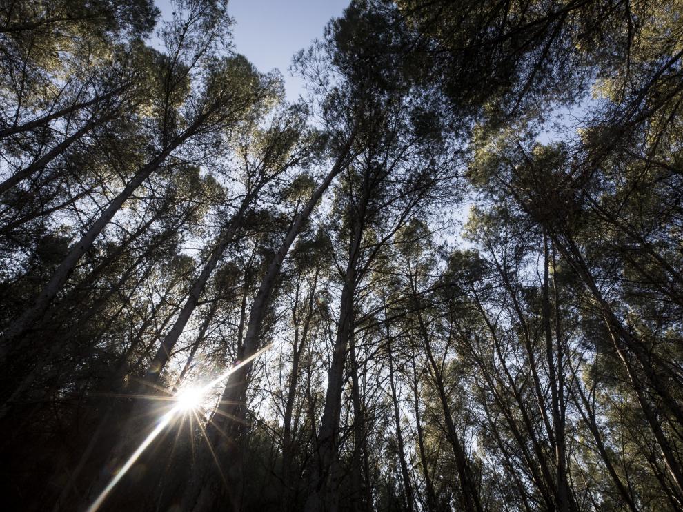El sol se asoma entre los árboles del paraje de San Roque, una de las excursiones favoritas de los velillenses.