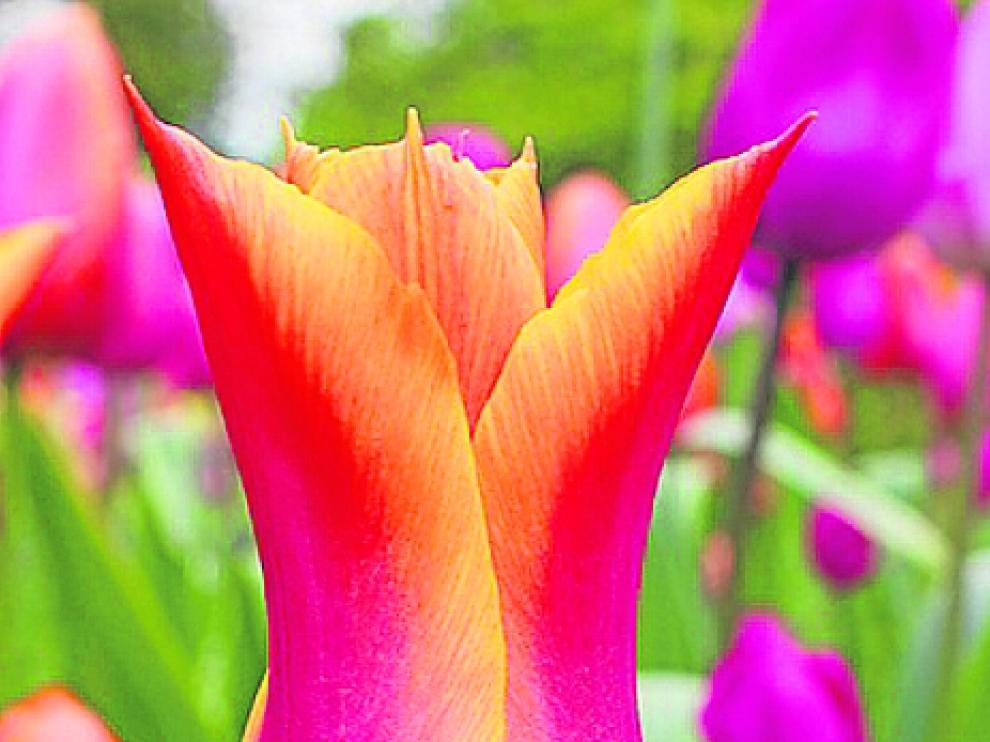 El tulipán 'ballerina' destaca por su olor