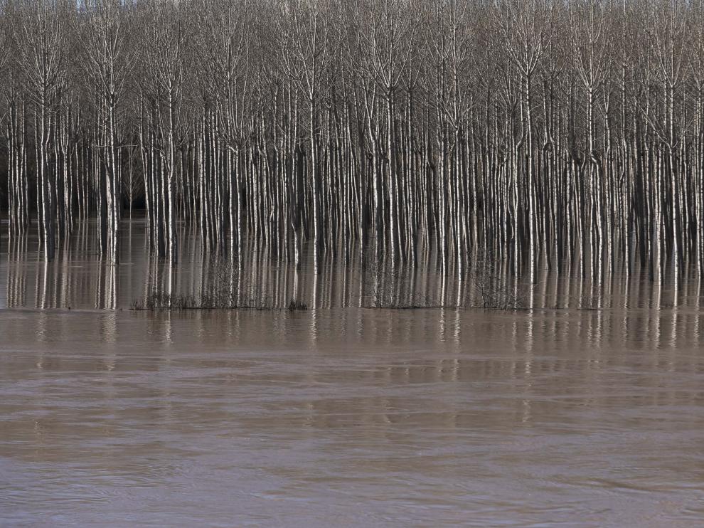Crecida del Ebro en la Ribera Alta este sábado.