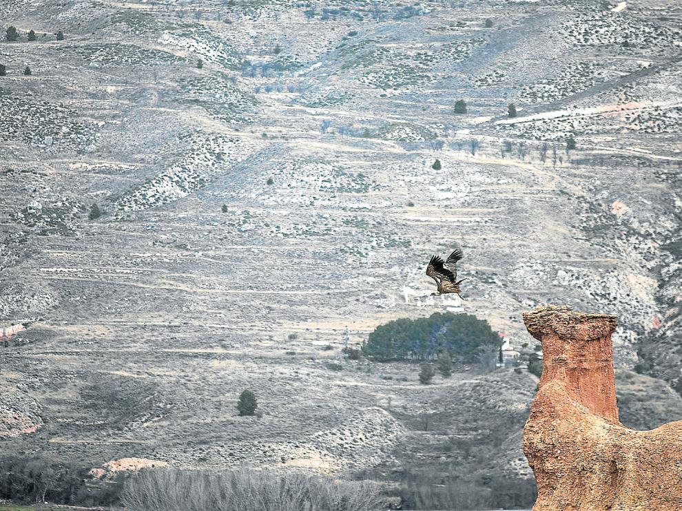 Un buitre levanta el vuelo desde la cabeza del 'camello', la figura más famosa de las Cárcavas de Morata de Jiloca.